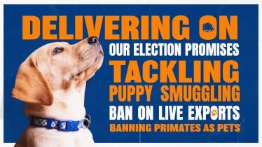 Cracking down on puppy smuggling graphic