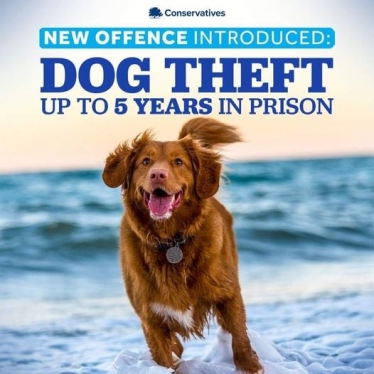 Dog Theft Infographic